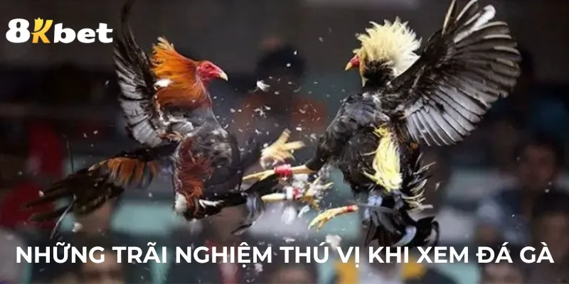 truc-tiep-da-ga-c1-nhung-trai-nghiem-thu-vi-khi-xem-da-ga